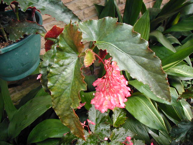 B. ‘Sundance’